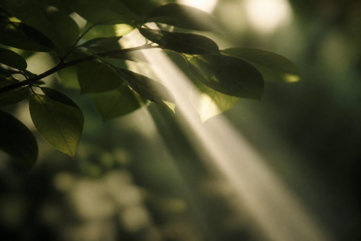 Sunlight filtering through layered green leaves with a single clear beam breaking through the blur