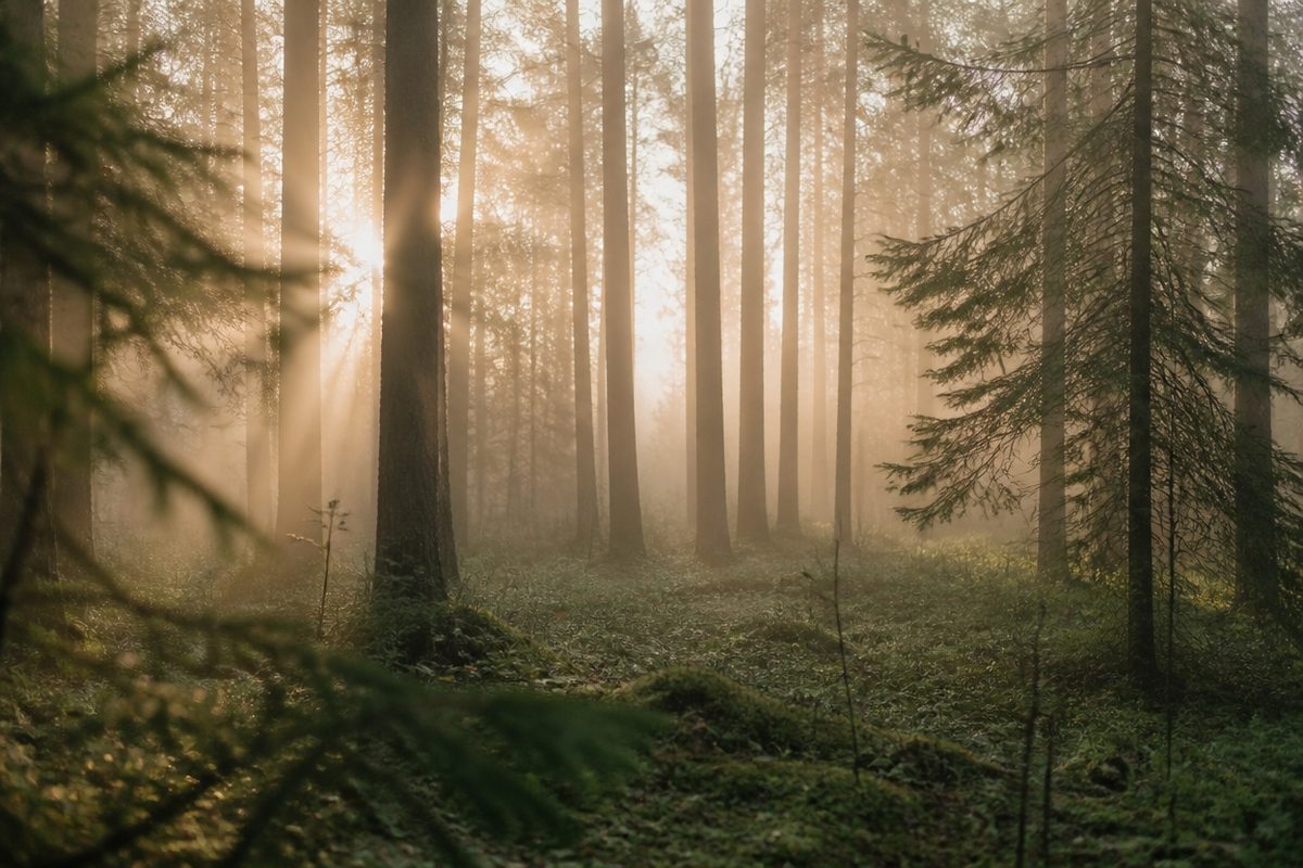 Misty forest at dawn with soft light breaking between the trees